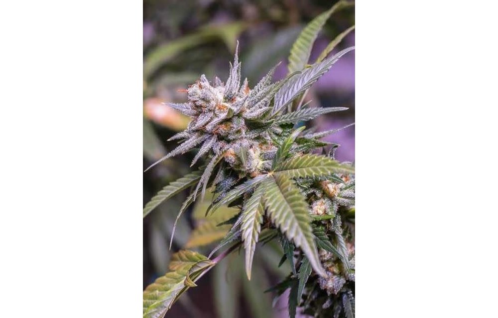 Subcool's The Dank Lemon Stilton Reg 5 pk