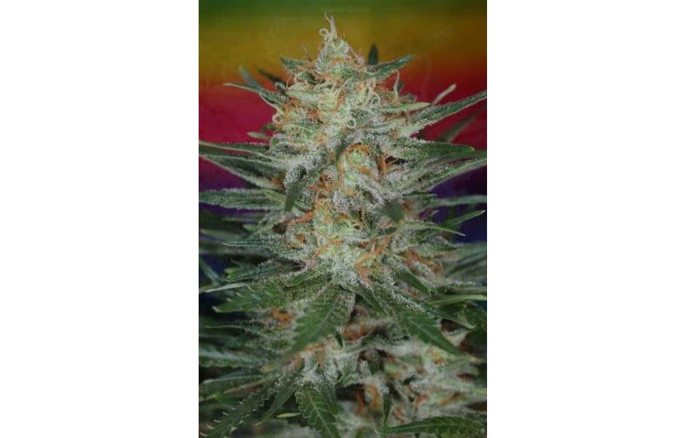 Subcool's The Dank Scarlett Queen Reg 5 pk