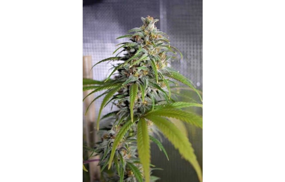 Deadlights Reg 5 pk