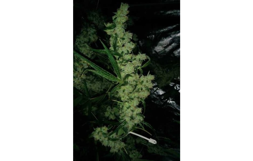 Nepali Queen Reg 5 pk