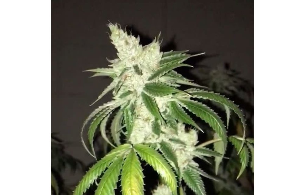 Lemon Tart Fem 6 pk