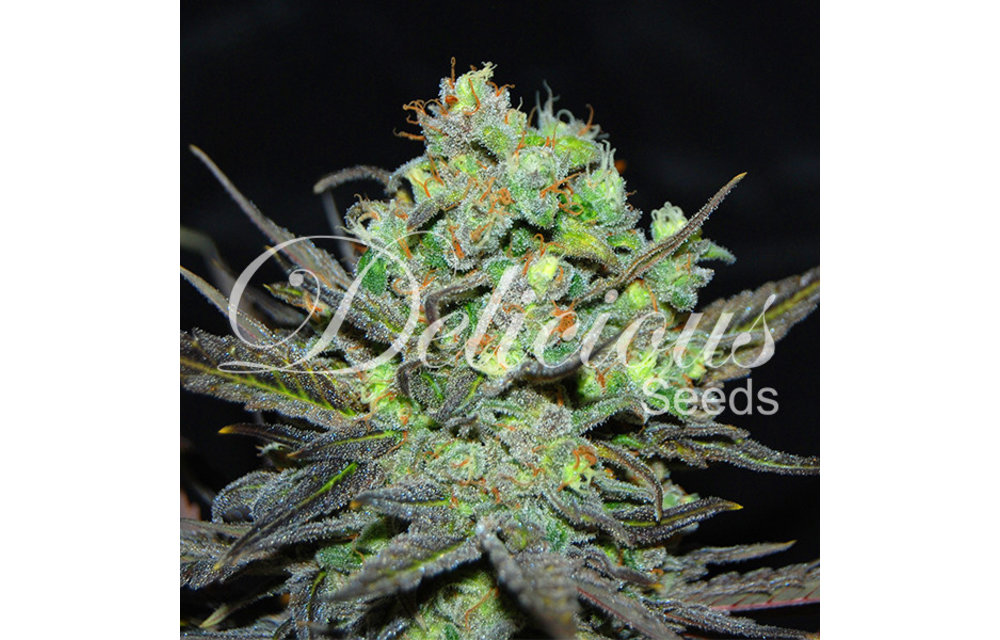 Eleven Roses Fem 5 pk