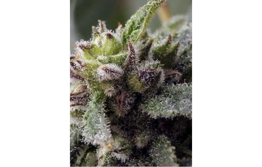 The Blurps Reg 12 pk