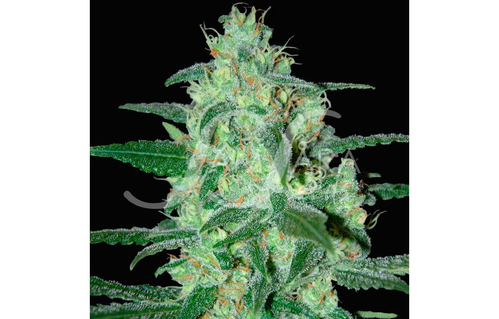 Thunder Bloody Mary Auto 5 pk