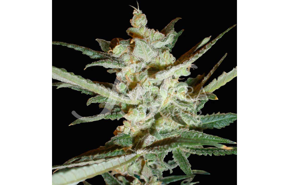 Supersonic Cristal Storm Auto Fem 5 pk