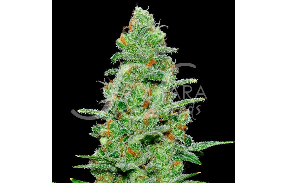 Crazy Miss Hyde Auto Fem 5 pk