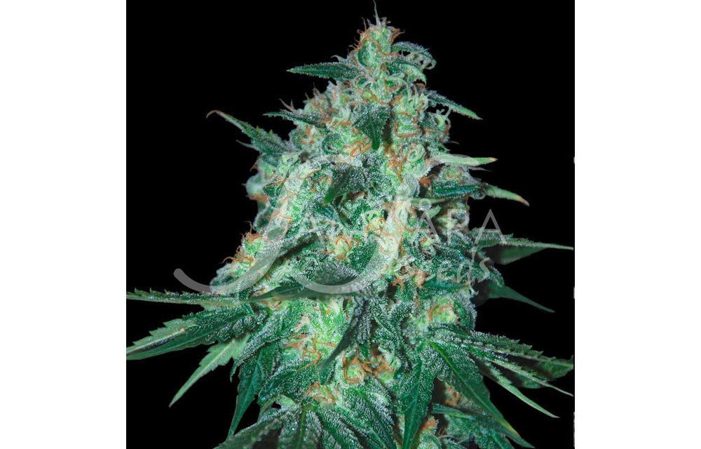 Jekyll Passion Fem 5 pk