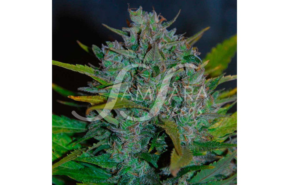 Ultraviolet Auto 5 pk