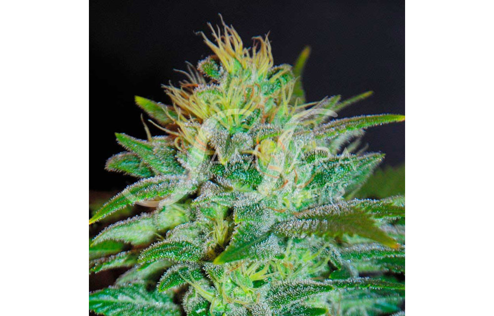 Sweet Black Angel Fem 5 pk