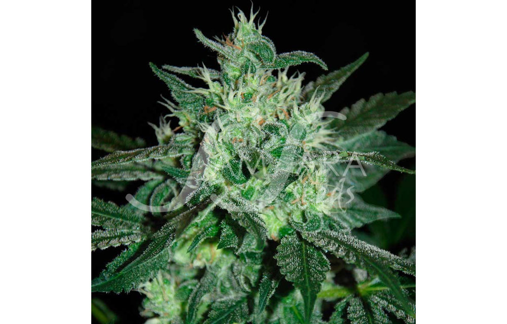 Spice White Devil Fem 5 pk