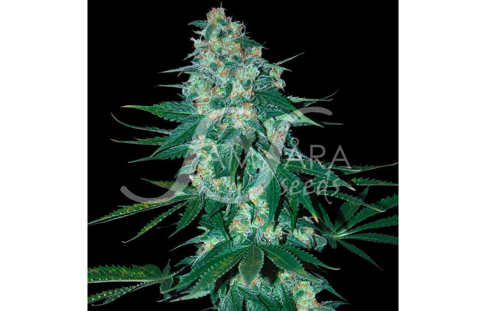 El Alquimista Fem 5 pk