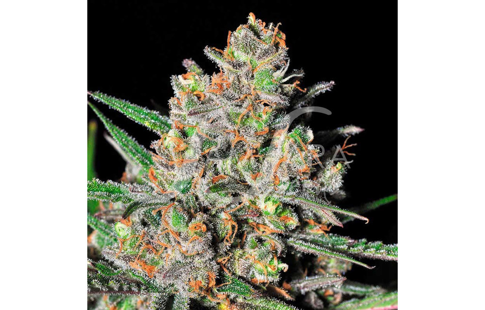 Green Love Potion Fem 5 pk