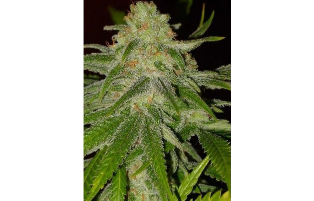 Cinderella 99 Fem 6 pk