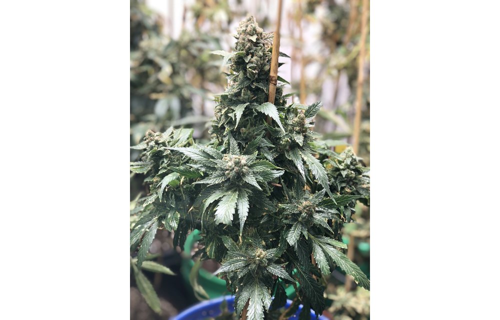 Limon y Pina #3 Pineapple Pheno Reg 6 pk