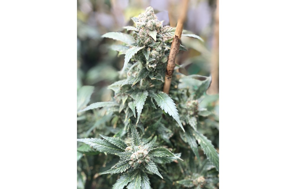 Limon y Pina #1 Lemon Pledge Pheno Reg 6 pk