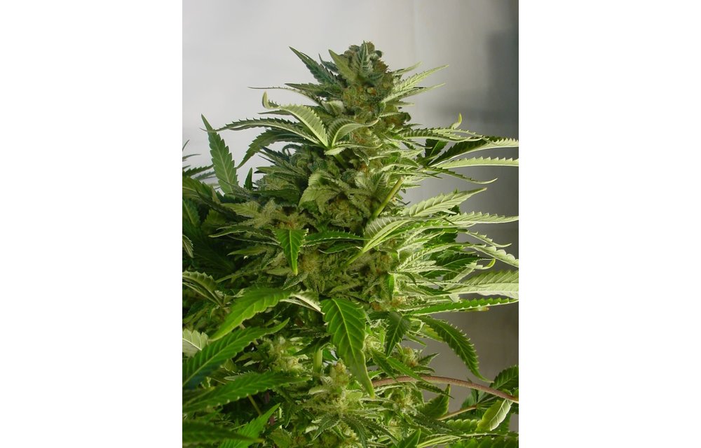 Diesel Moonshine Reg 6 pk