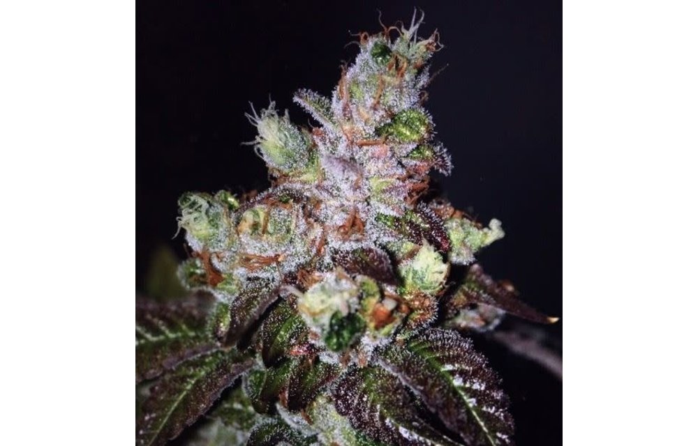 Island Punch Fem 6 pk