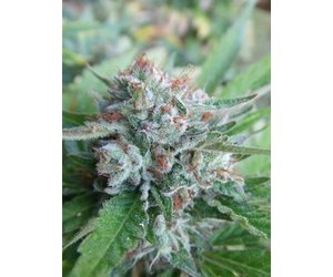 Cali Connection Gold Line Bellini Fem 6 Pk Seed Cellar Cali Connection Gold Line Bellini Fem 6 Pk Seed Cellar