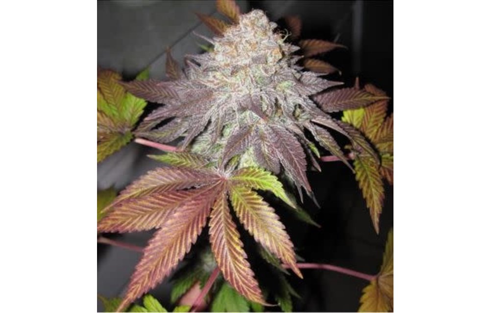 Fruit Cup Fem 6 pk