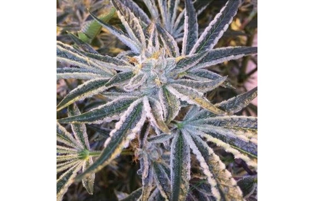 Fruit Tree Fem 6 pk