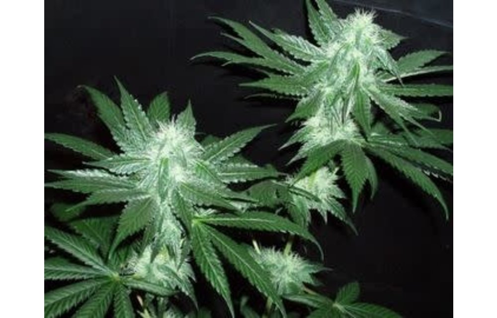 Italian Ice Fem 6 pk