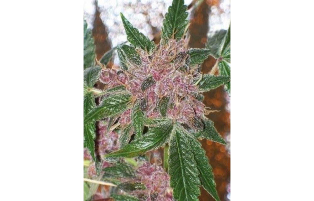 Cherries Jubilee Fem 6 pk
