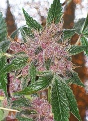Feminized Hybrid Seeds