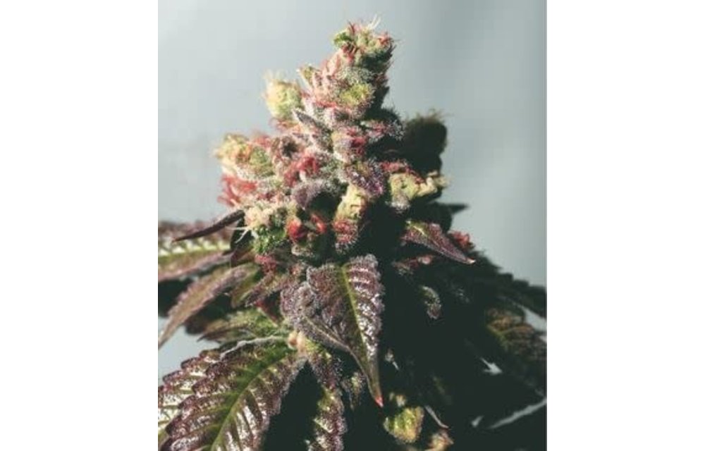 Passion Berry Fem 6 pk