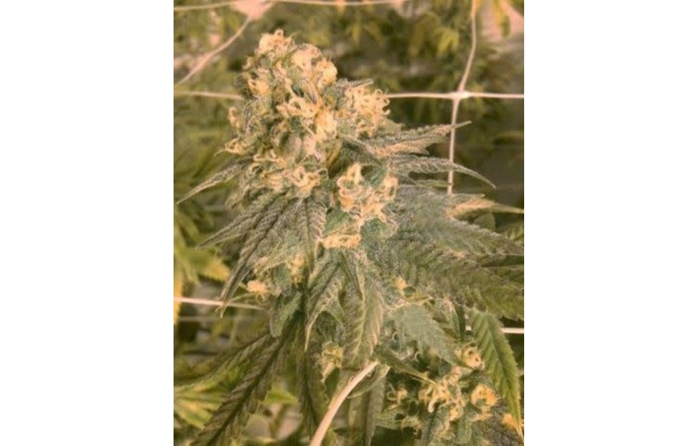 Mint Milano Fem 6 pk