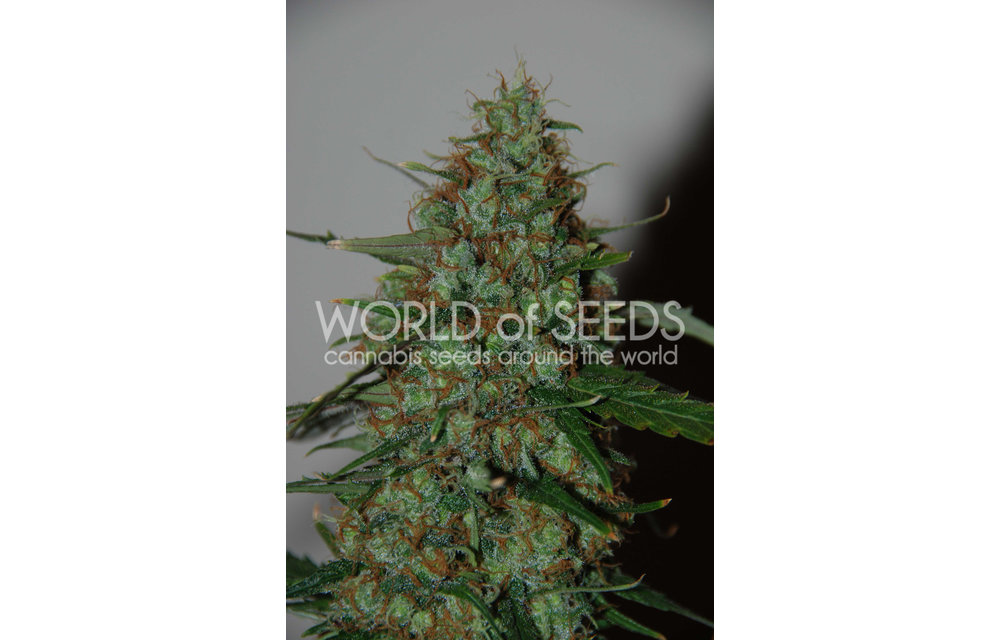 Wild Thailand Ryder Auto Fem 7 pk