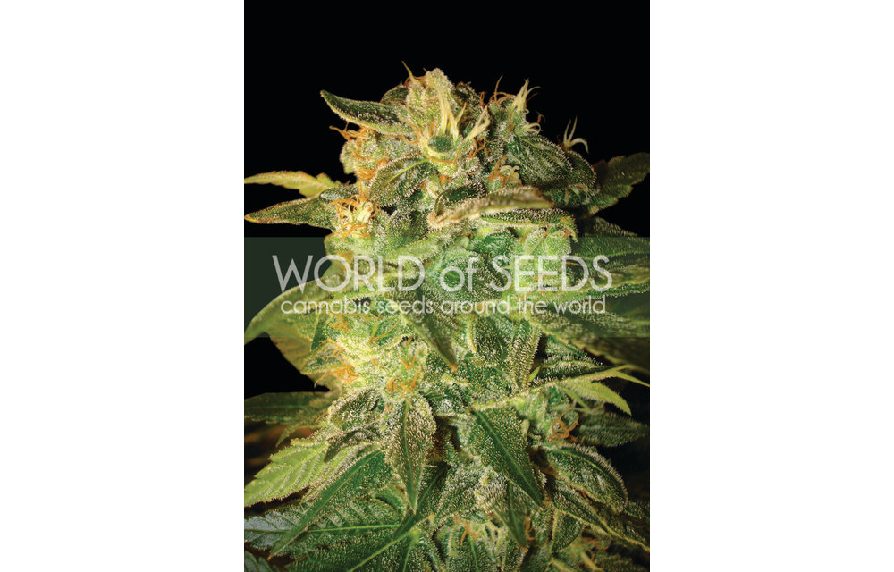 Sugar Mango Ryder Auto 7 pk
