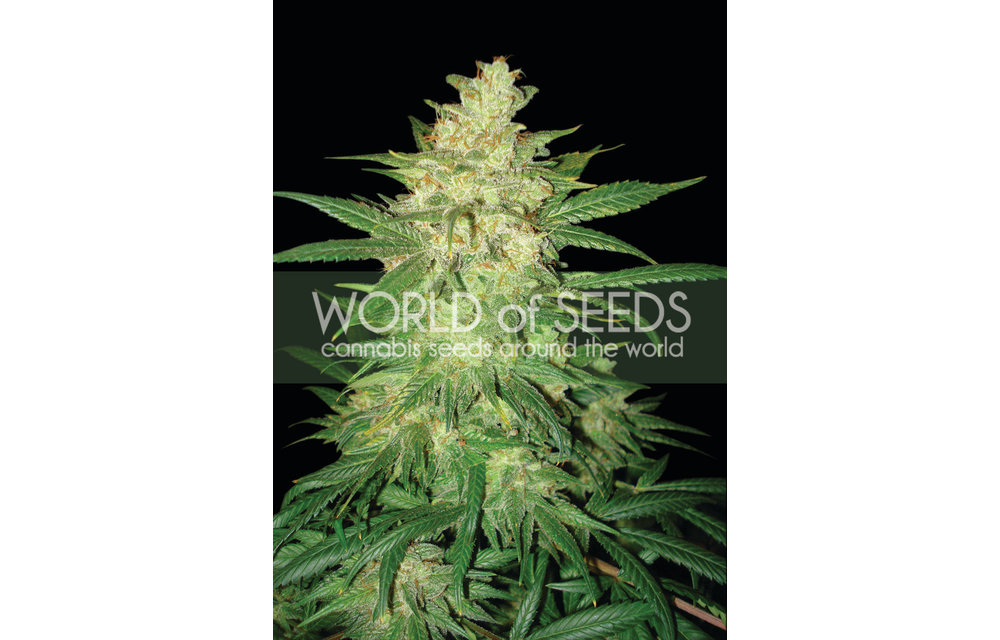 Sweet Coffee Ryder Auto Fem 7 pk