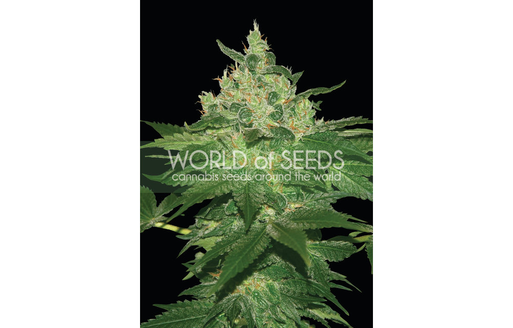 Afghan Kush Early Version Fem 7 pk