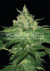 Products tagged with Kush