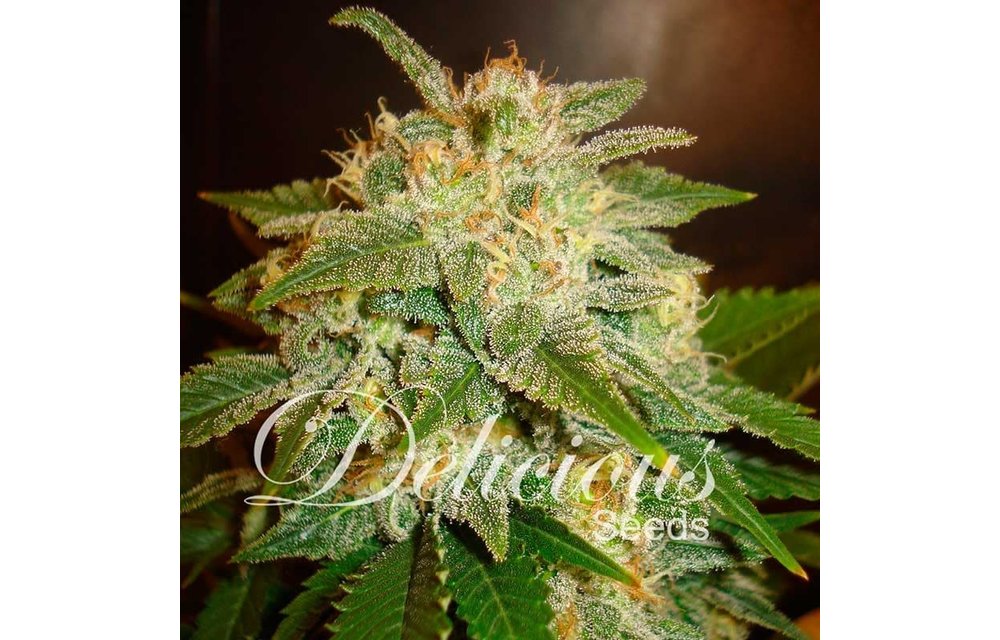 La Bella Afrodita Auto Fem 5 pk