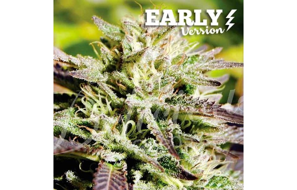 Caramelo Early Version Fem 5 pk