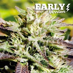 Feminized Early Version