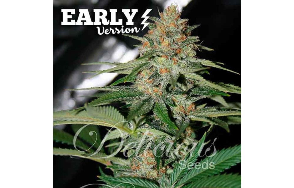 Delicious Candy Early Version Fem 5 pk