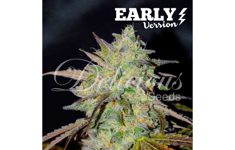 Marmalate Early Version Fem 5 pk