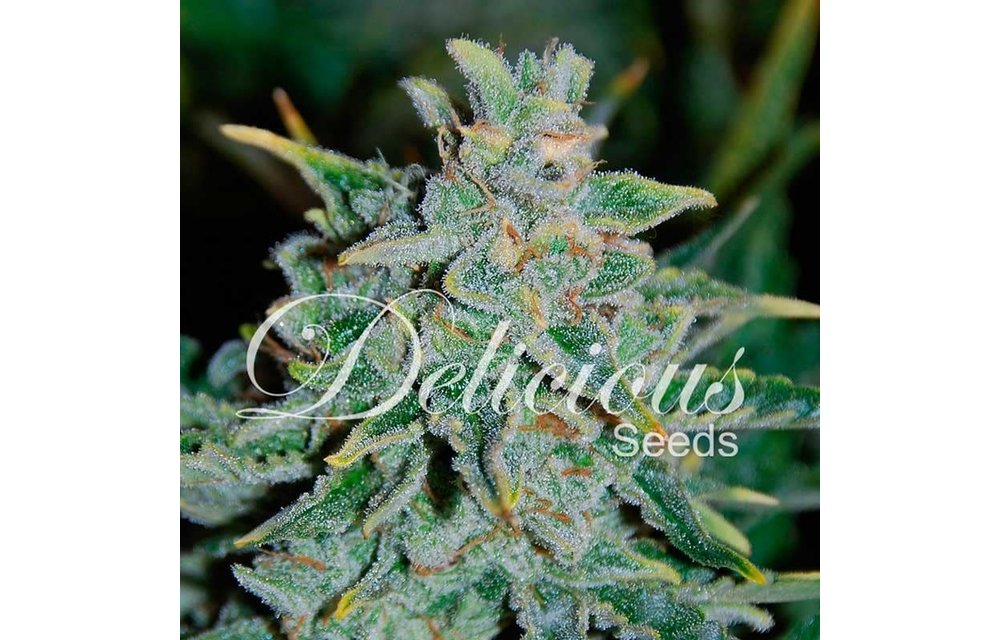 Northern Light Blue Auto Fem 5 pk