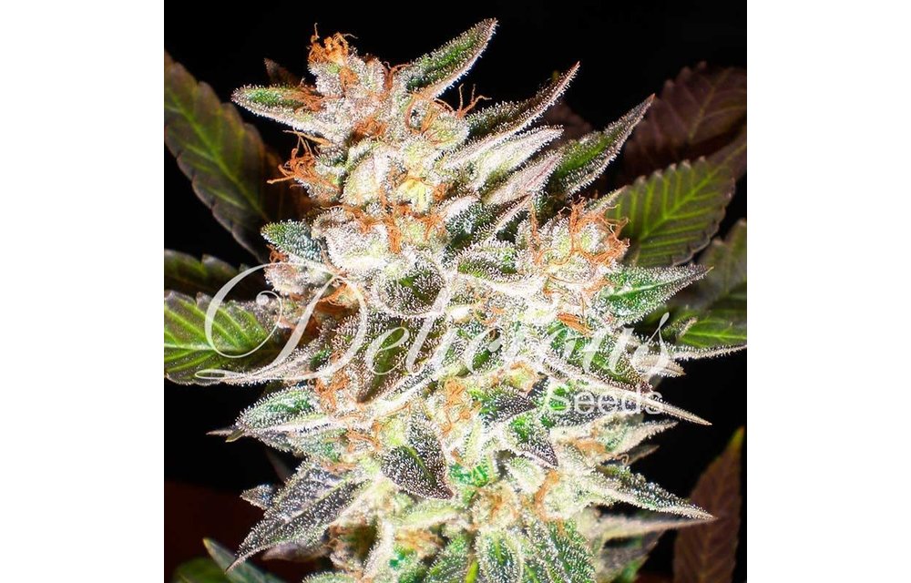 Delicious Candy Auto Fem 5 pk
