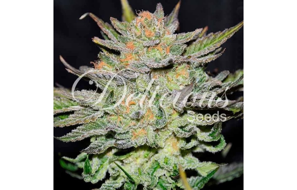 Auto Blue Ace CBD Fem 5 pk