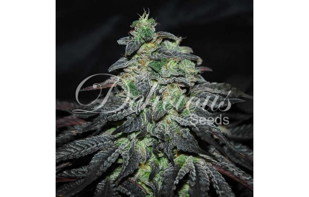 Golosa Fem 5 pk