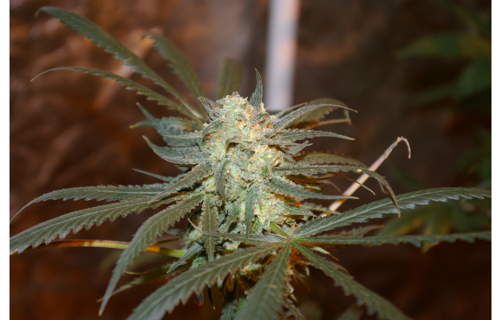 Cream Berry Blue Reg 13 pk