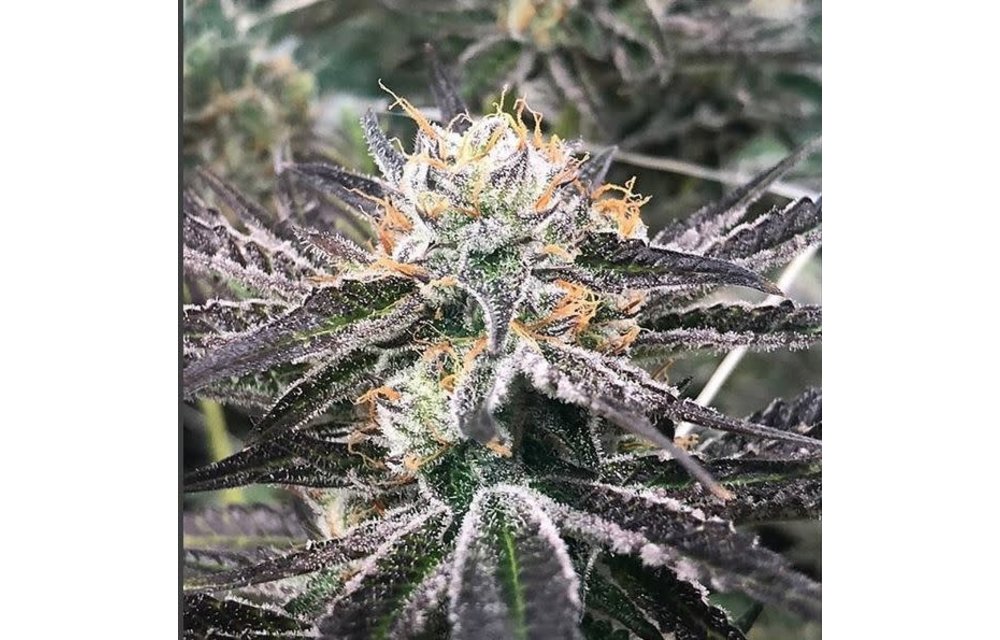 Zurple Punch BX Fem 10 pk