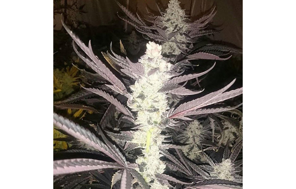Dolato V2 Fem 10 pk