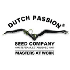 Dutch Passion
