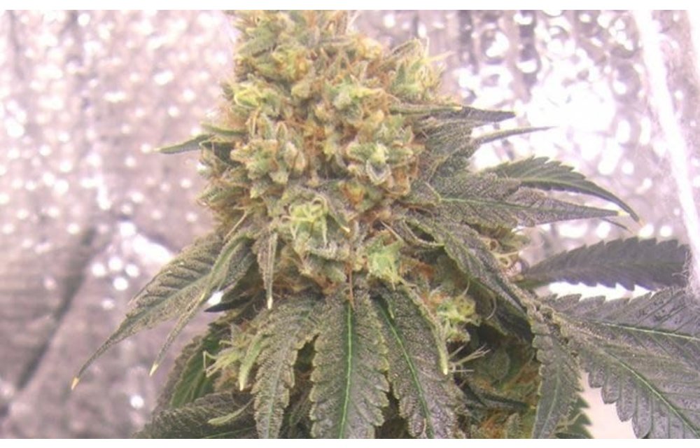 Jamaican OG Reg 10 pk