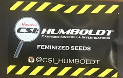 CSI-Humboldt/Purple Urkle