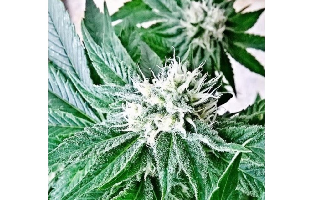 Double Sour Pebbles x Flintstones Reg 10 pk